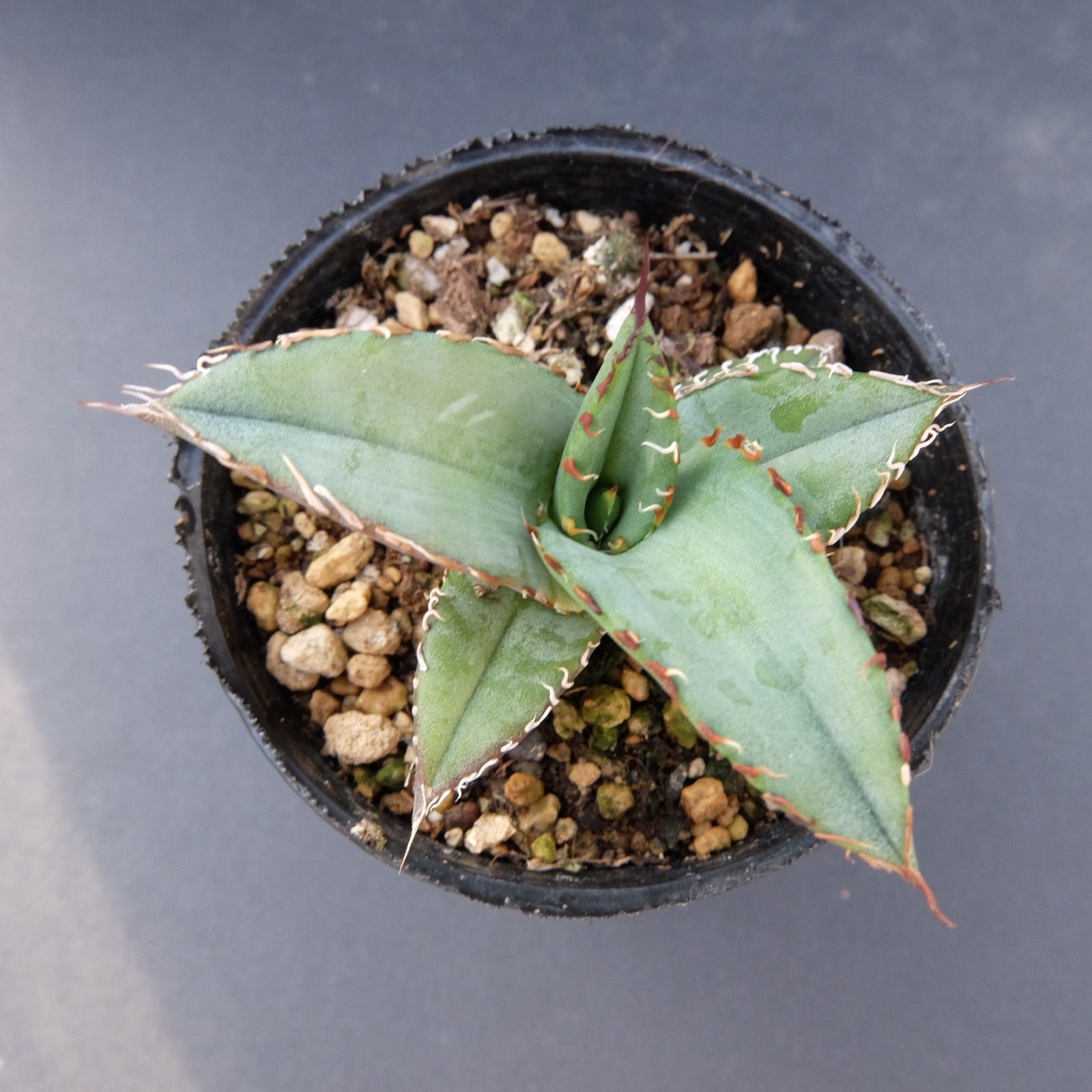 Agave Titanota 陽炎強棘 アガベ チタノタ 陽炎強棘 - メルカリ