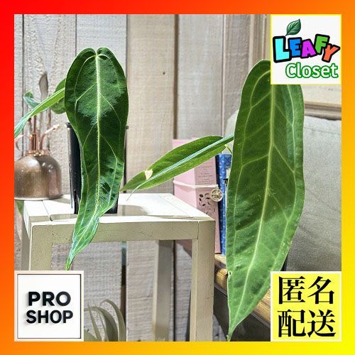 チタノタ3種セット 姫厳竜 海王 黒鯨 鉢ごとメルカリ便発送 チタノタ3