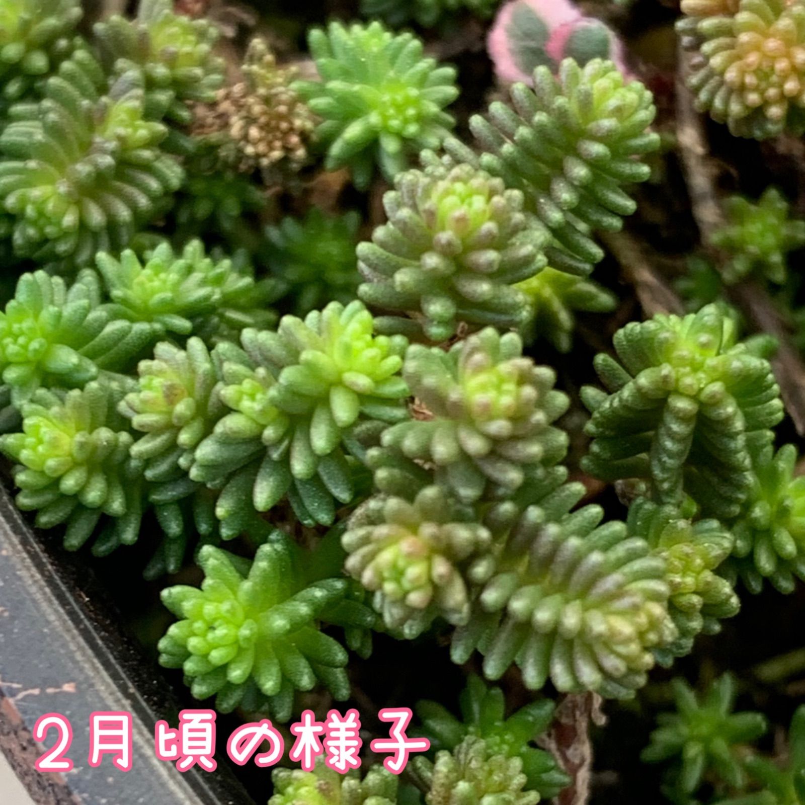 のサムネイル