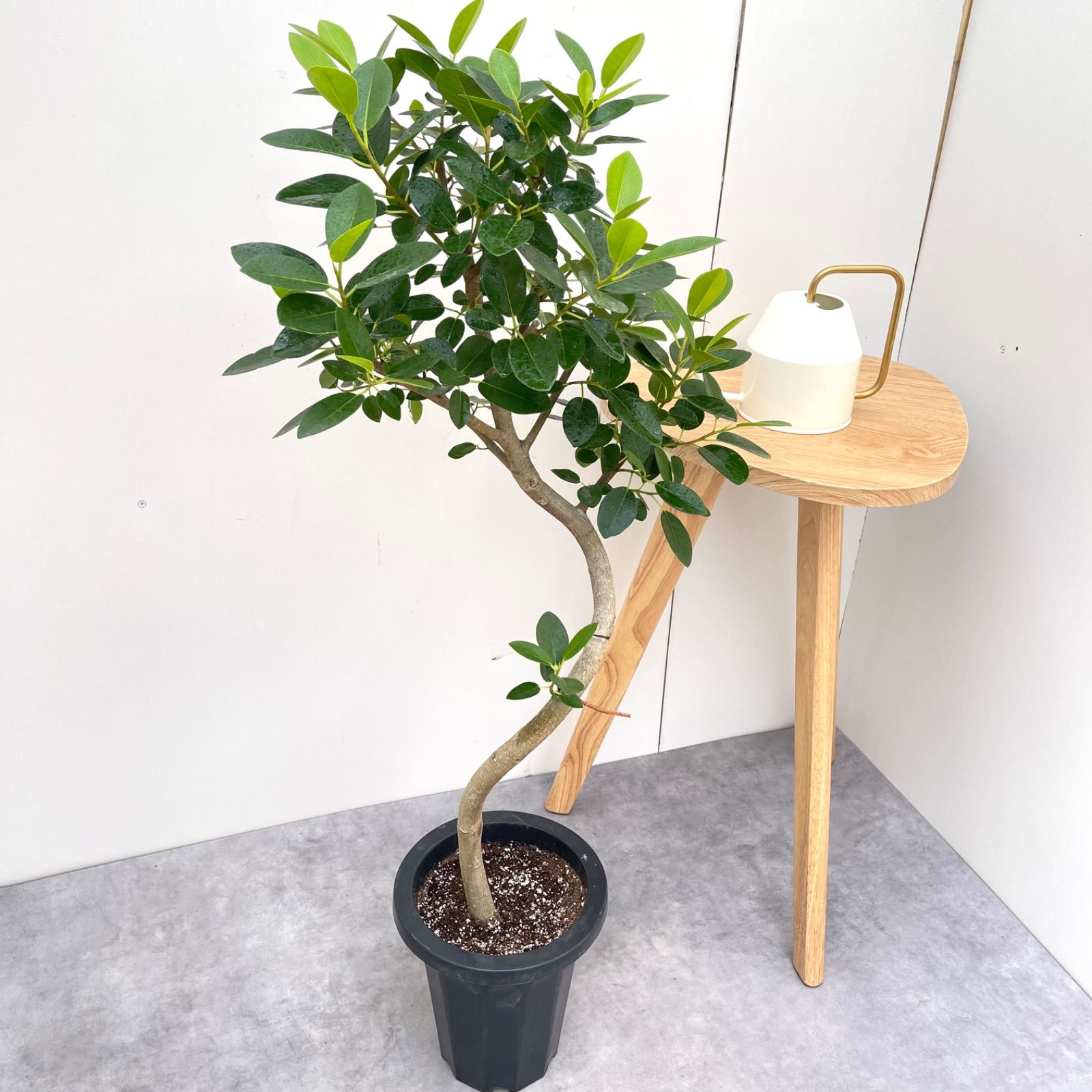 カシワバゴムの木 フィカスバンビーノ スパイラル 観葉植物 カシワバゴムの木 フィカスバンビーノ スパイラル 観葉植物