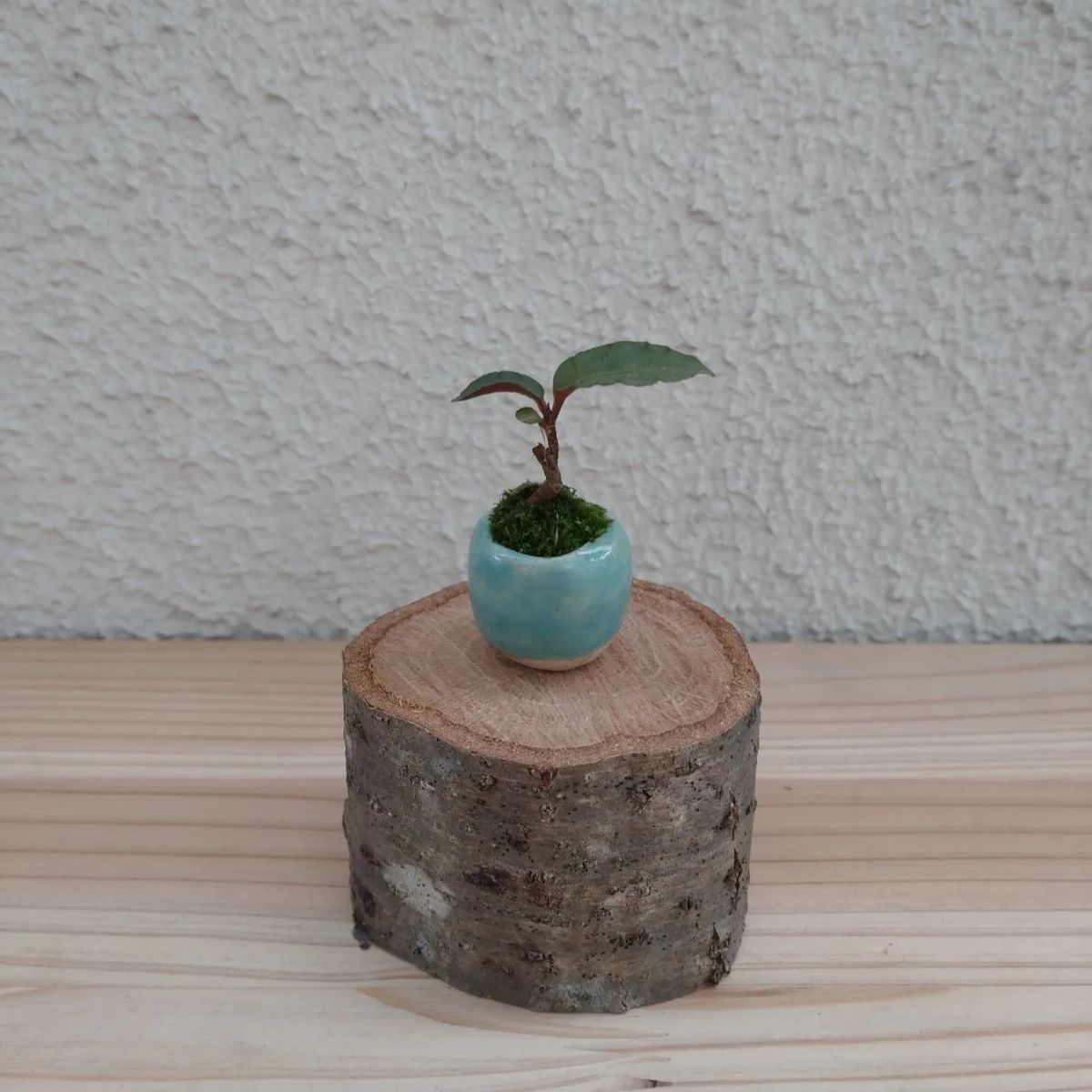 おすすめ！ 【是心】 苔鉢 植木鉢 盆栽鉢 カケ有り Bonsai - 美術品 