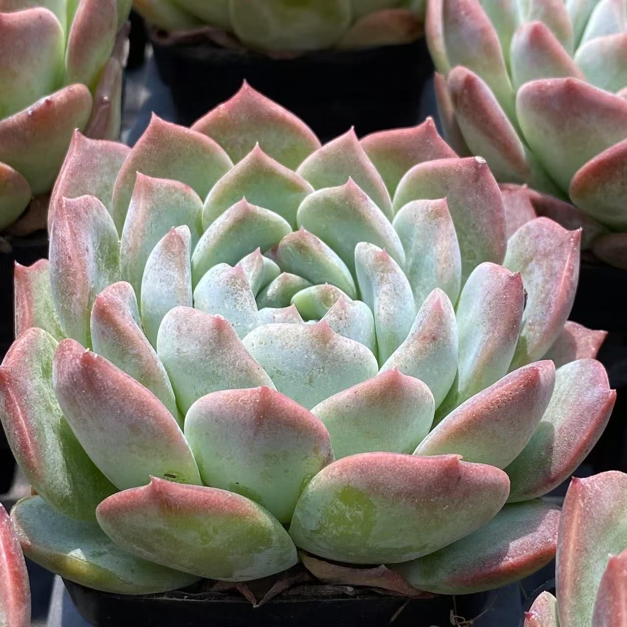 ZM1589×50 ガラスツボ 抜き苗 多肉植物 アエオニウム エケベリア 韓国