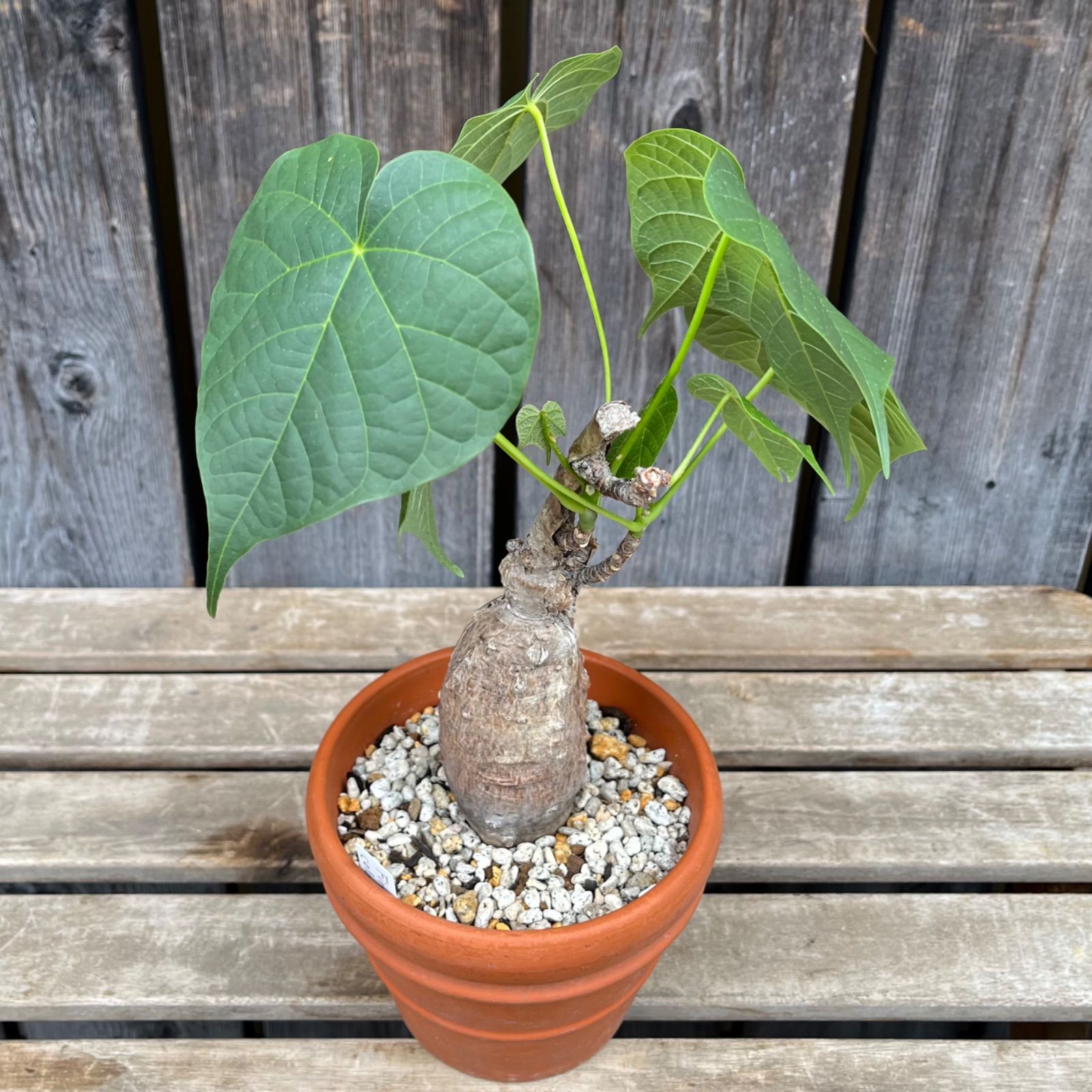 フィルミアナ・コロラータ 3.5号　塊根植物 コーデックス 園芸ネット本店｜フィルミアナ：コロラータ 3.5号硬質ポット の通販