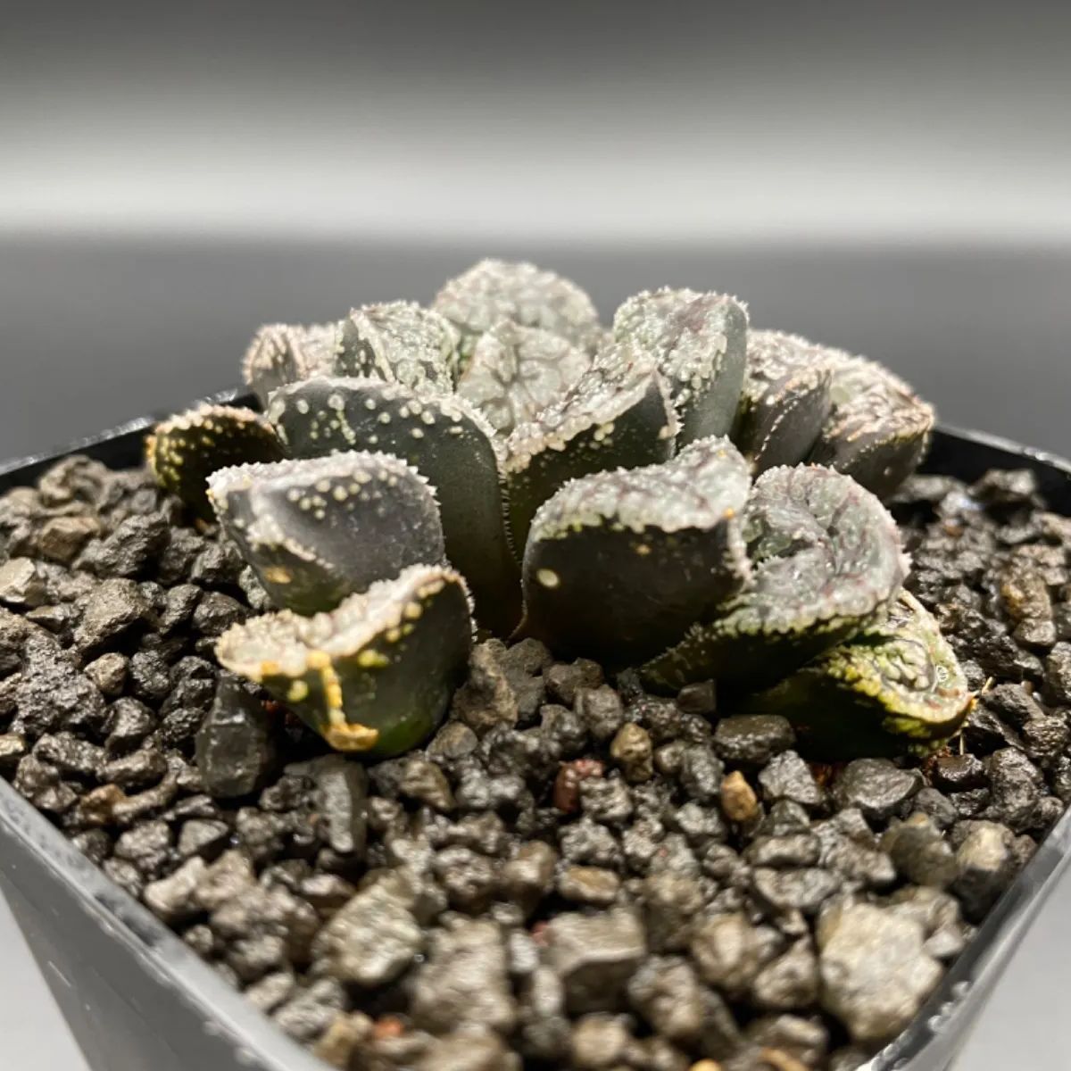 多肉植物 ハオルチア 奇妍系 台湾李氏実生 一品限り No.196 【公式通販】