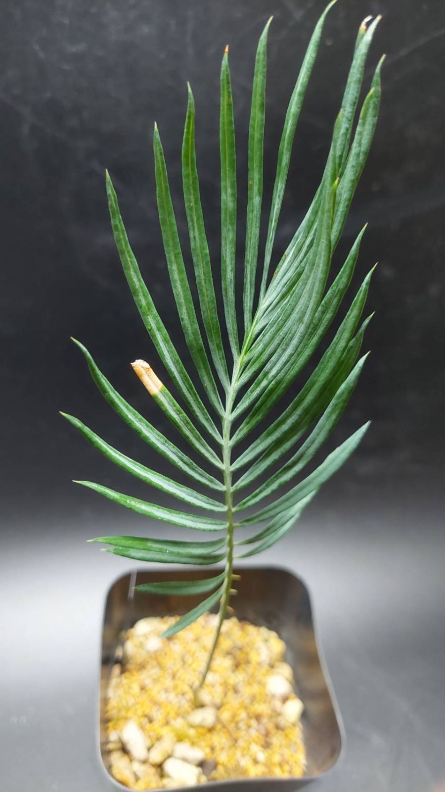 ◇サイカス カイルンシアナ 実生苗！！◇cycas cairnsiana ブルー
