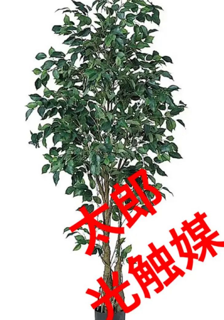 光触媒 人工観葉植物 ウォールグリーン フェイクグリーン フィカス