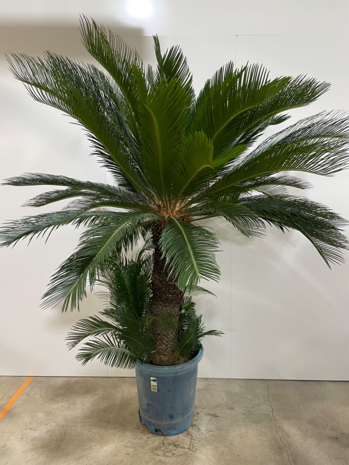 ソテツ お引き取り限定 2025年最新】ソテツ 引き取りの人気アイテム