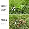 芝生 雑草
