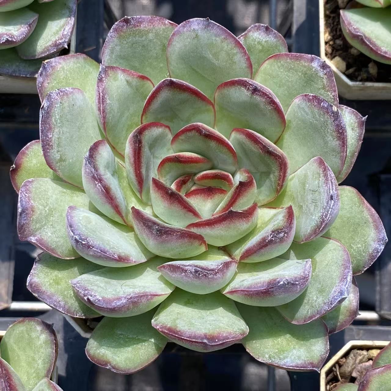 ZM1589×50 ガラスツボ 抜き苗 多肉植物 アエオニウム エケベリア 韓国