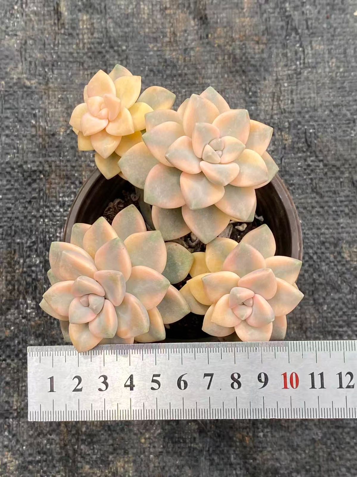 そ*い様 M509　ロビン　105苗　多肉植物 土と根付き エケベリア　韓国苗 105株 E561-15 エケベリア 土と根付き苗 韓国苗 サボテン 多肉植物