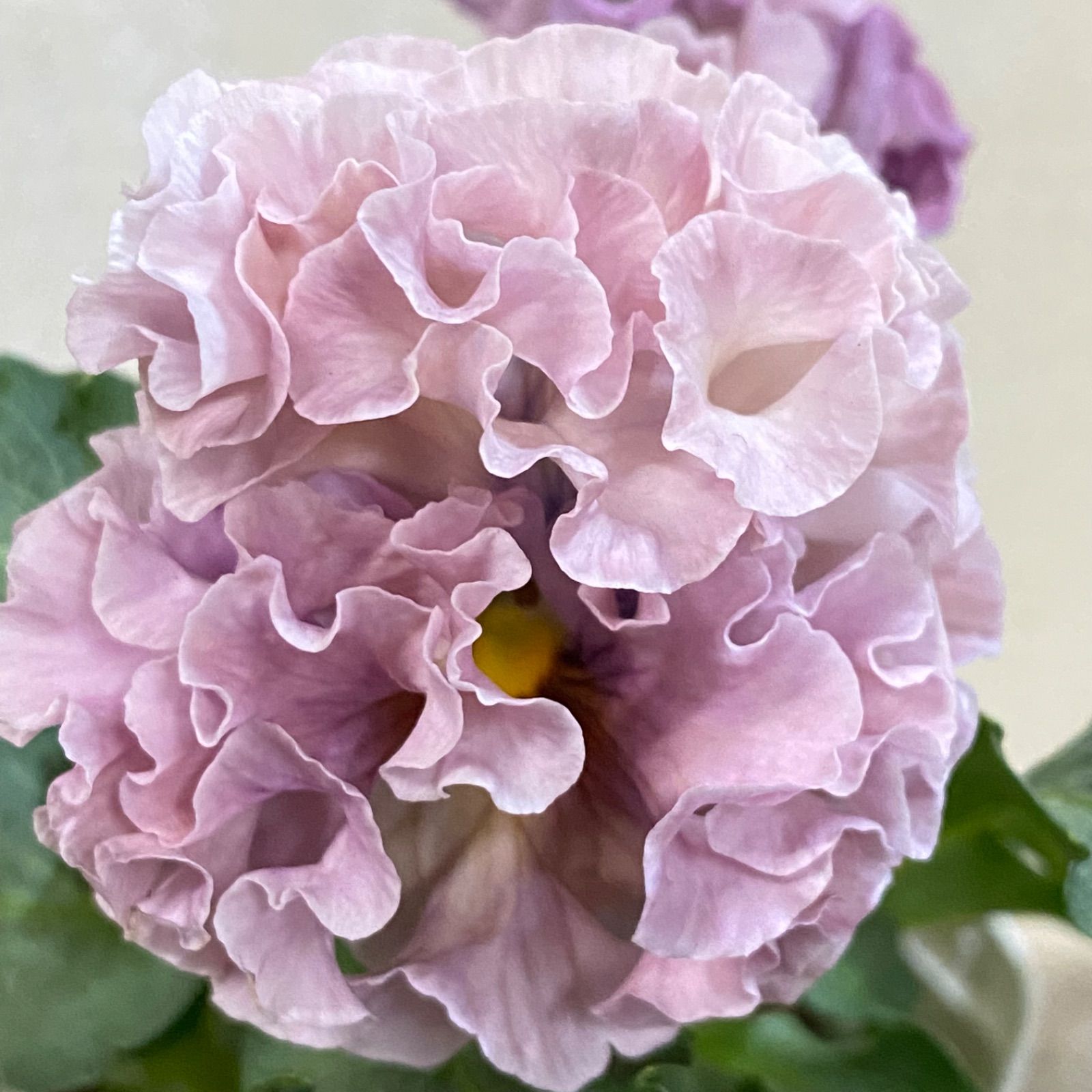 サトウ園芸様 アントワネット ロココ アントワネット フラワー