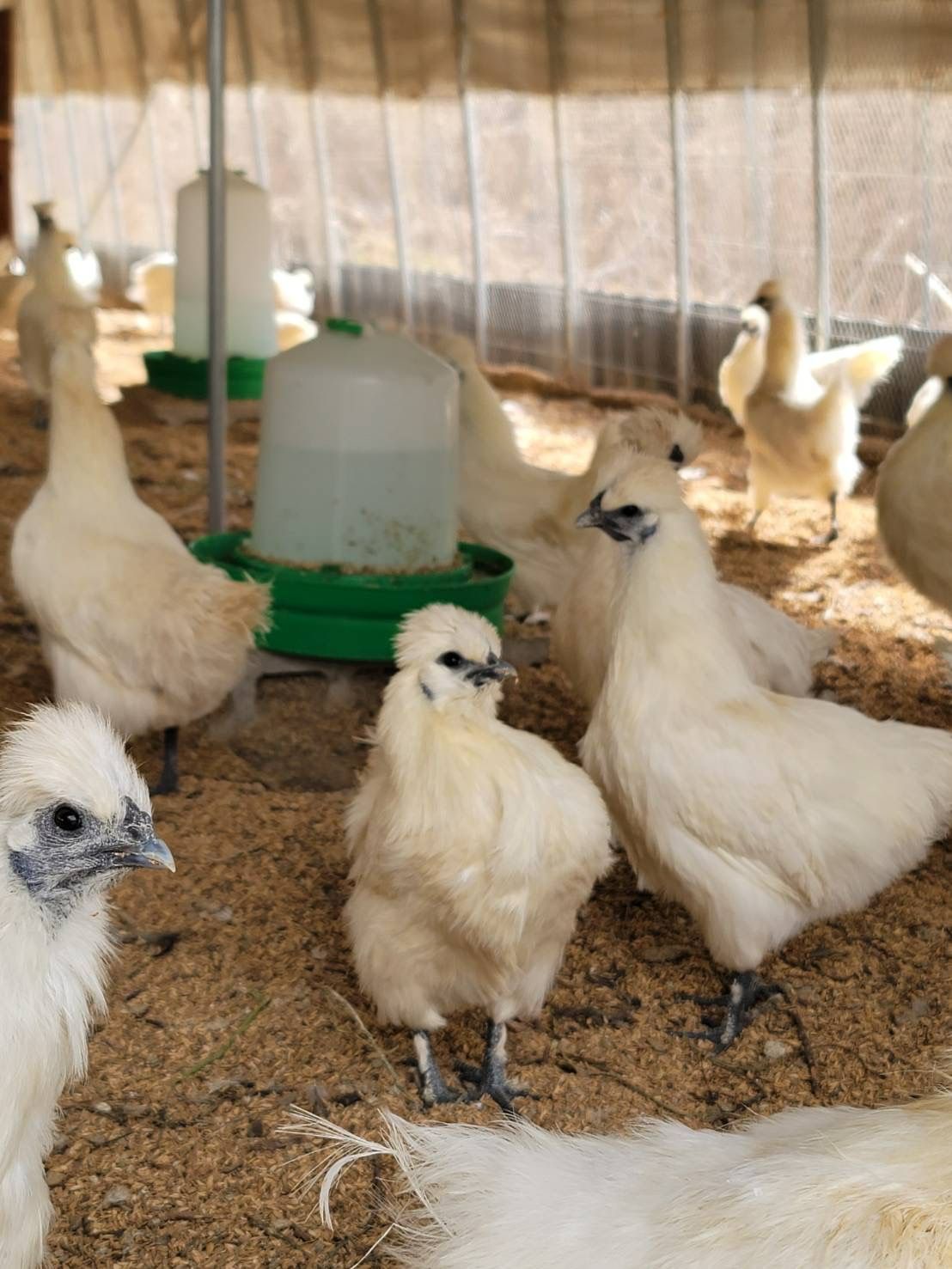 クール便】 アローカナ 平飼いたまご 12個 烏骨鶏 平飼いたまご 12個 - メルカリ