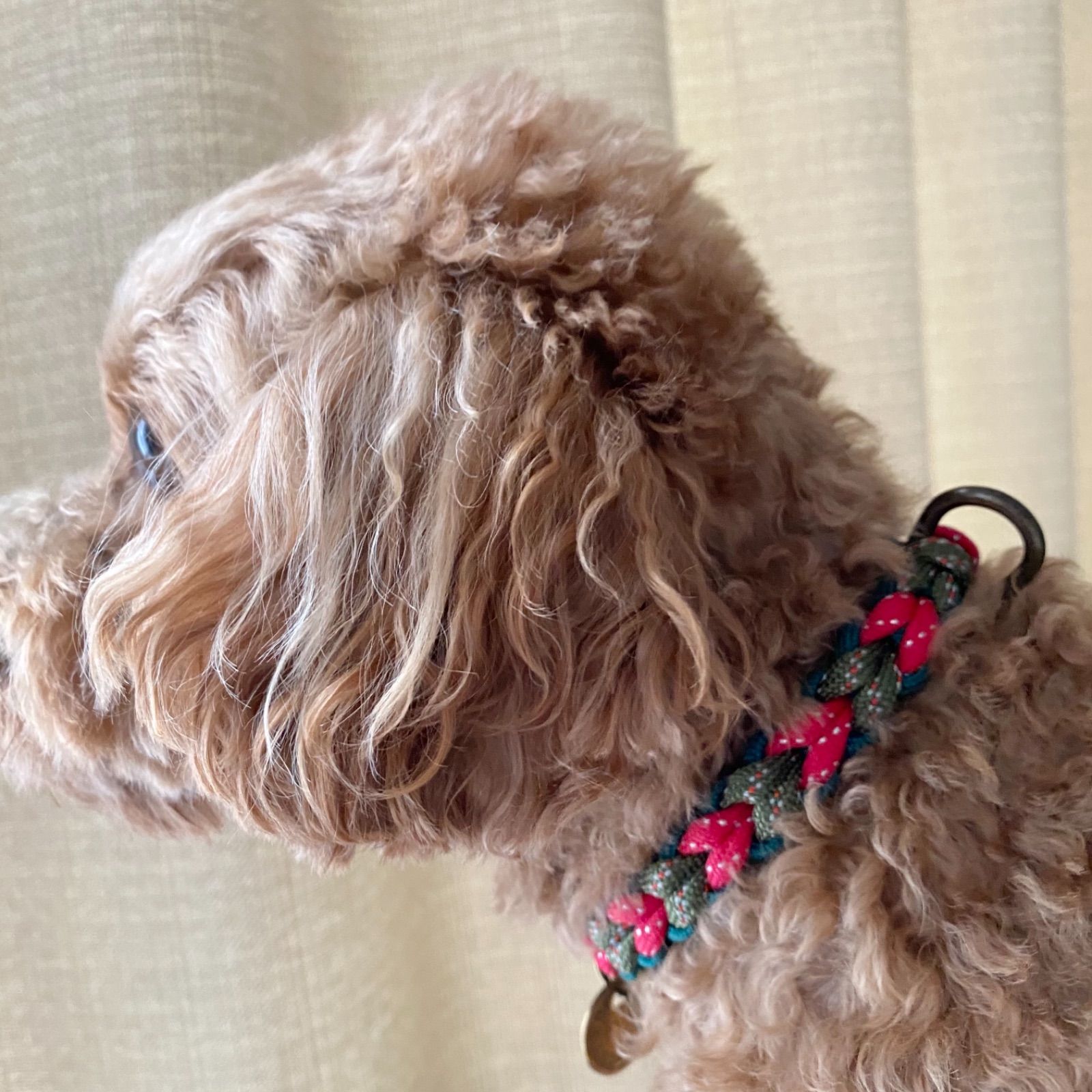 リードとおそろい☆パラコードチョーカー☆小型犬(30cmまで)用