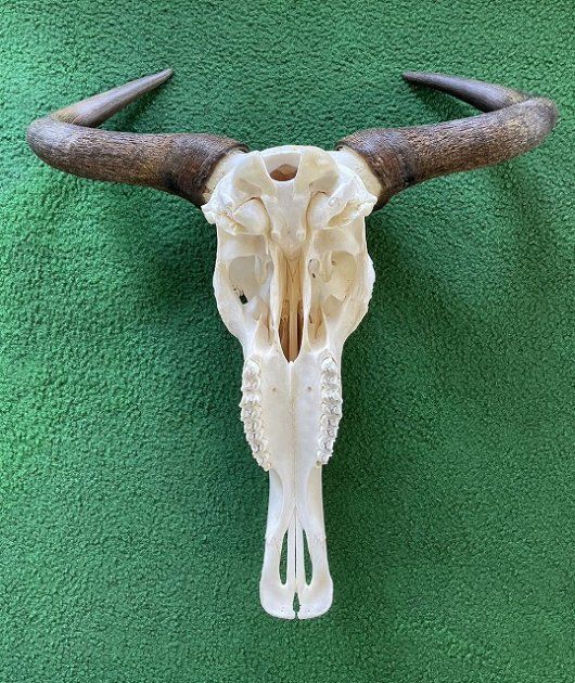 オグロヌー スカルホーン ※捕獲データ付 【公式通販】