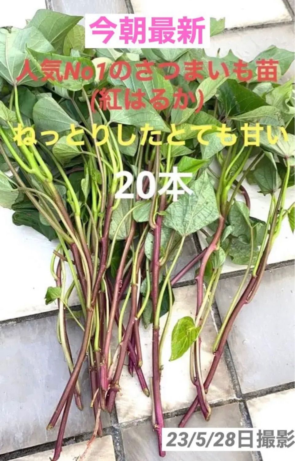 大人気のさつまいも苗[ねっとりしたとても甘いのが特徴]紅はるか/100本 人気のさつまいも苗(紅はるか)ねっとりしたとても甘い 20本