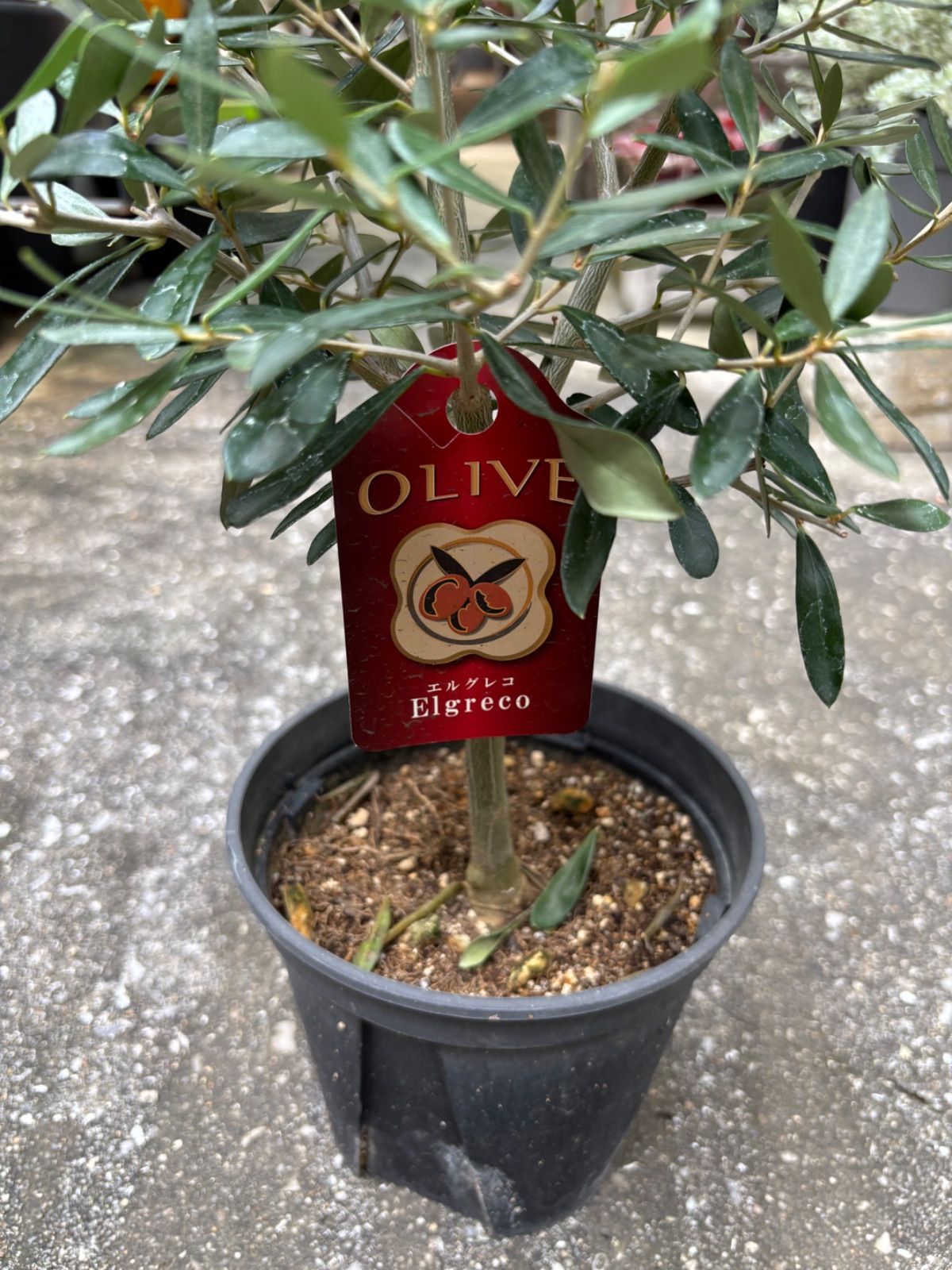 オリーブの木エルグレココンクリート鉢植え苗木シンボルツリー