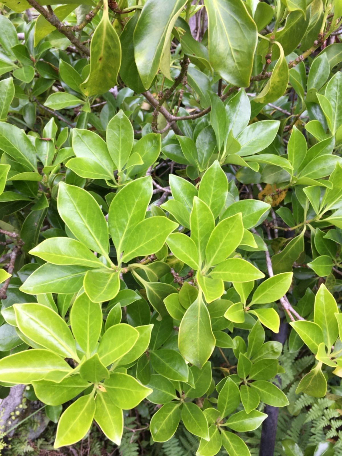 樒 シキミ 香花 仏花 お供え 仏壇 - メルカリ