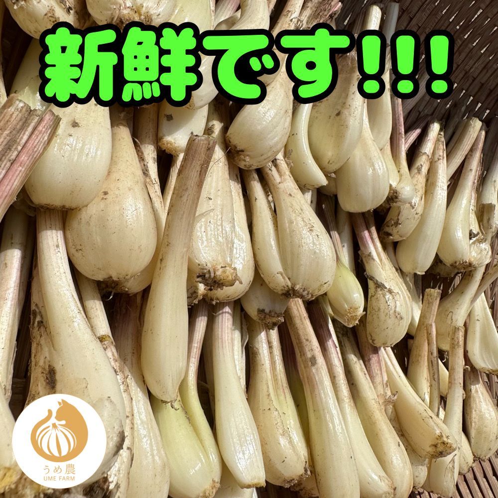 熊本県産 朝採り 新鮮らっきょう 4kg 農薬を使わずに栽培しました 熊本県産 朝採り 新鮮らっきょう 1kg 栽培中農薬不使用 - メルカリ
