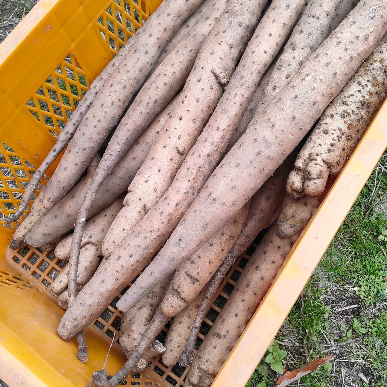 家庭用】ねばりっこ とりたて 20kg程度 長芋 とろろ 山芋 自然薯