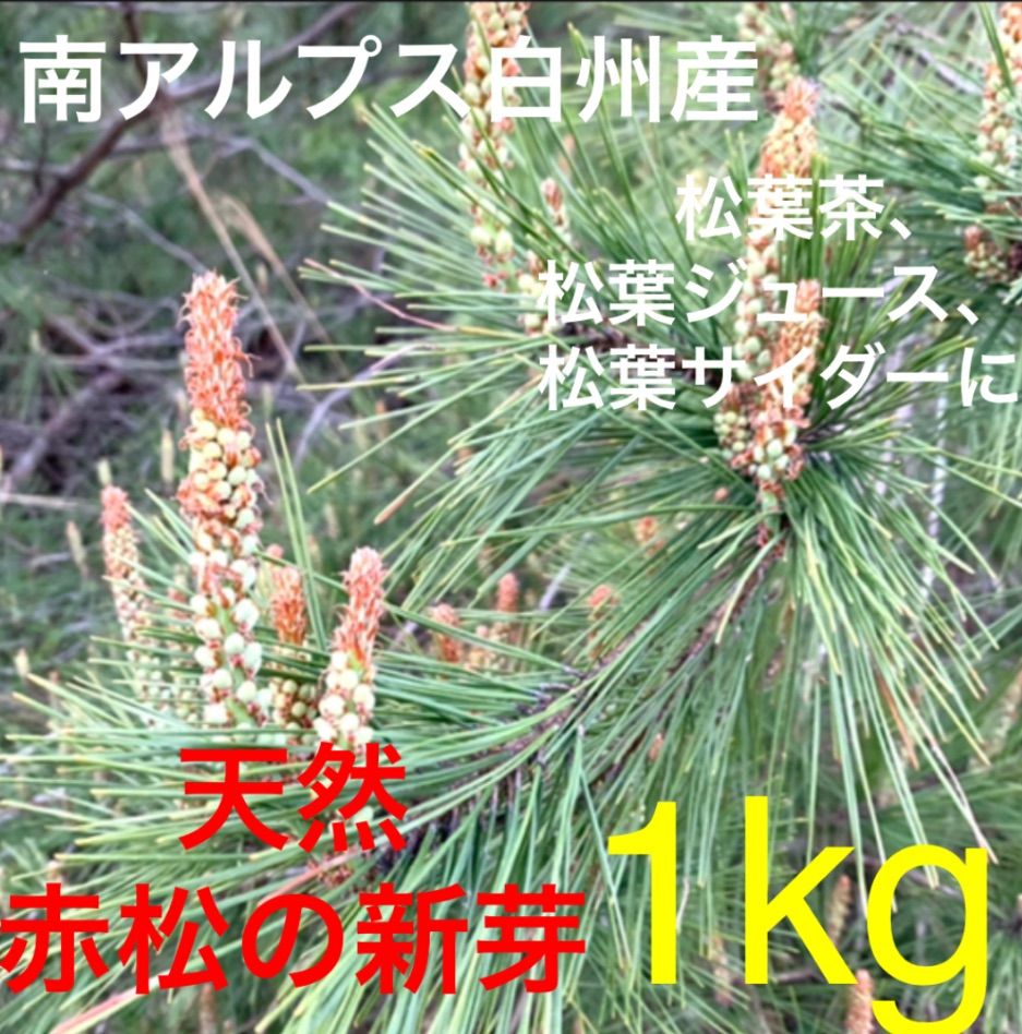 大容量500g】天然 松葉 新芽 無農薬 松茸の産地 赤松 松葉茶 - 健康食品