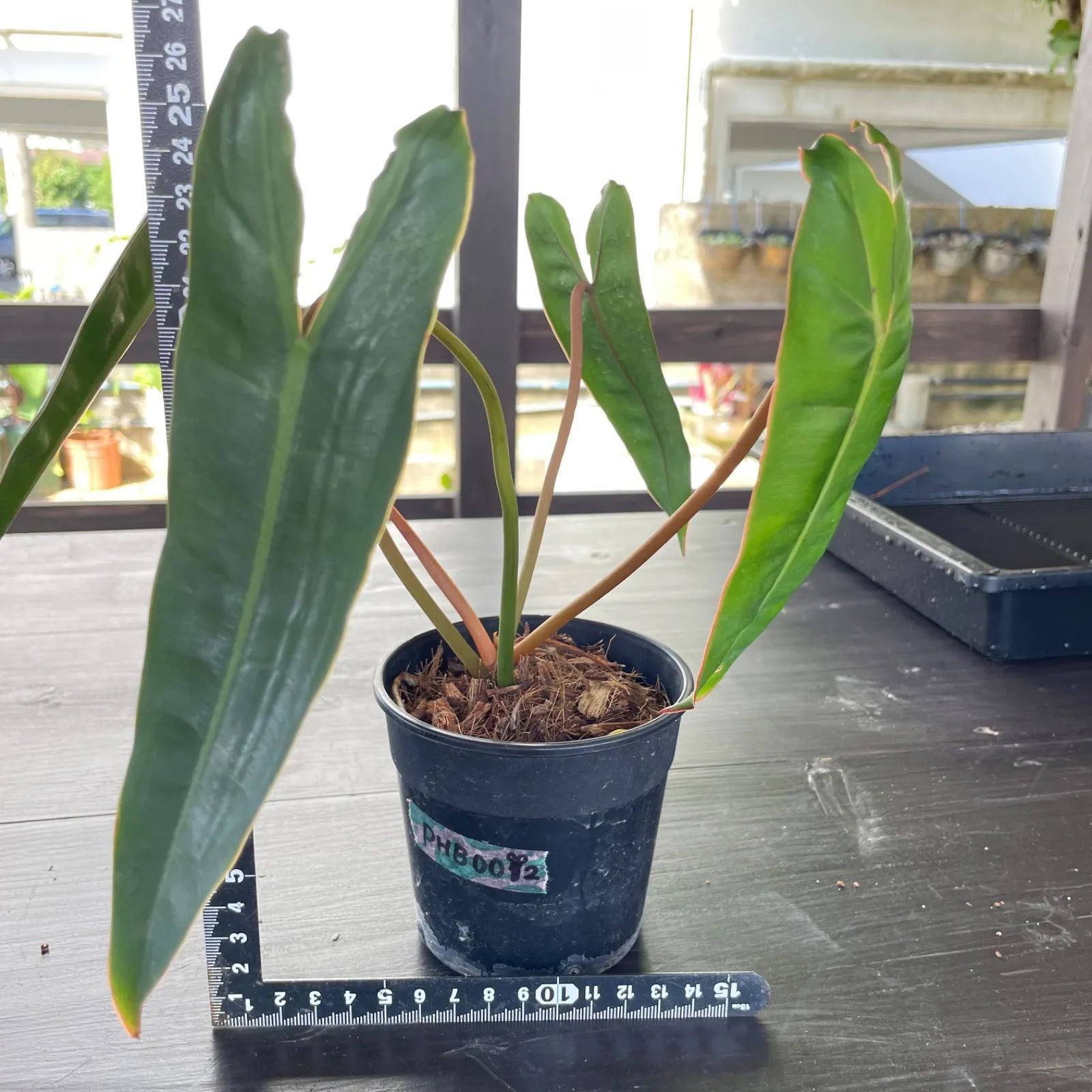 フィロデンドロン ビレッティア　Philodendron Billietiae