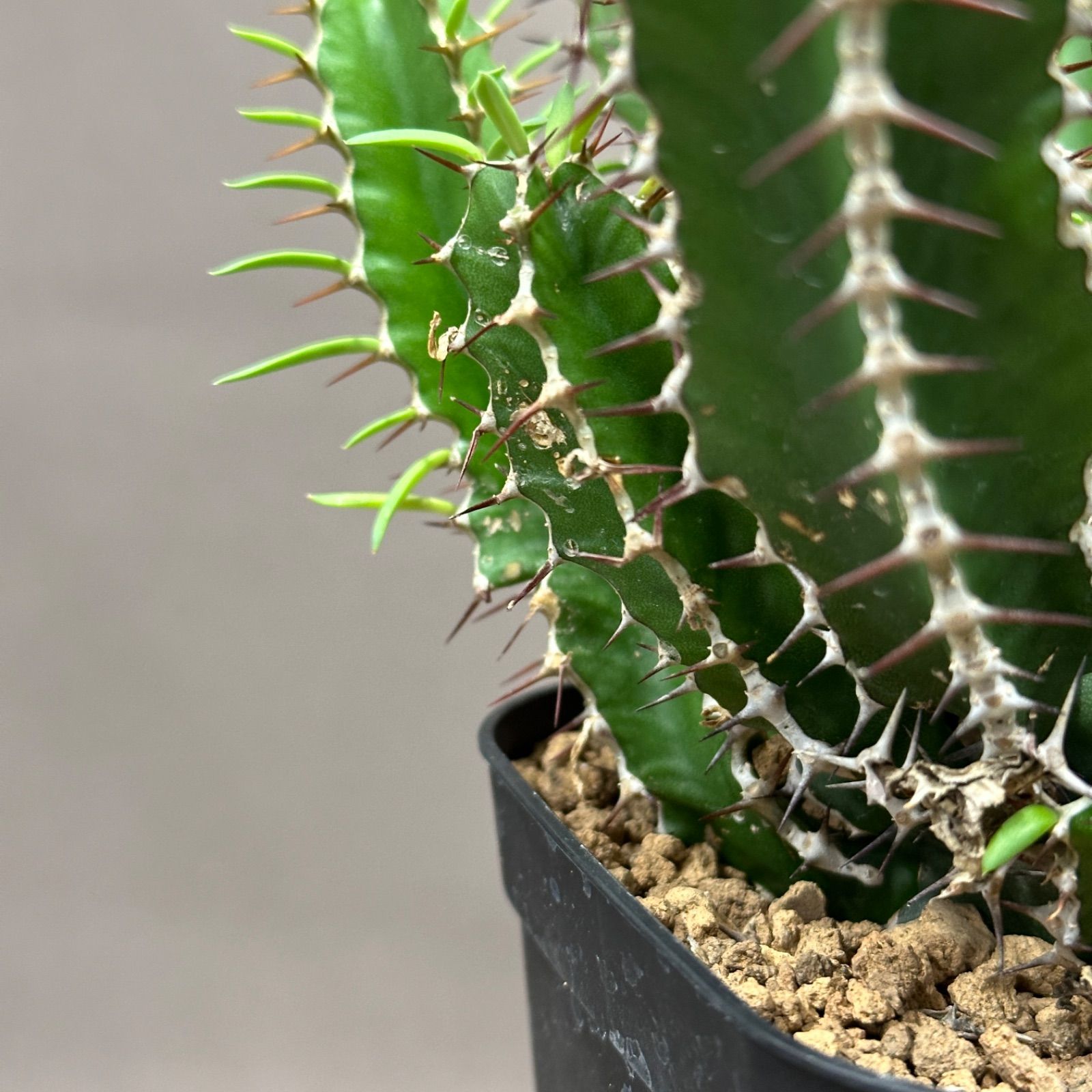 ユーフォルビア ムランジーナ（Euphorbia mlanjeana） ユーフォルビア ムランジーナ（Euphorbia mlanjeana） 【公式通販】