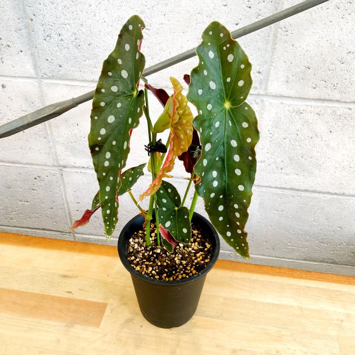 観葉植物】木立ちベゴニア マクラータ 2株植え 5号 プラ鉢 原種
