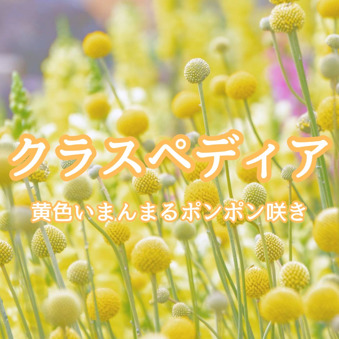 育て方付き❀初心者向き！寒さに強い*クラスペディア*花の種