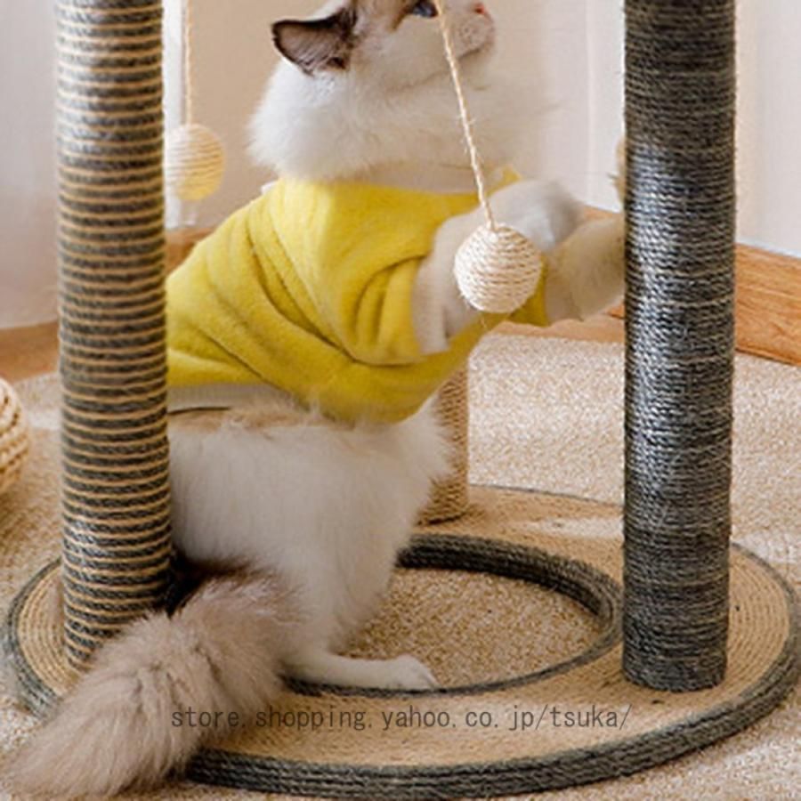 スリム 短足猫