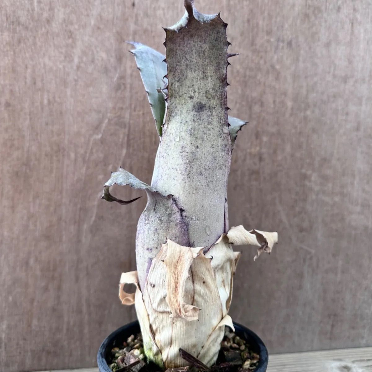 ホヘンベルギア sp.357 Hohenbergia sp.357 現品 観葉植物 観葉 植物