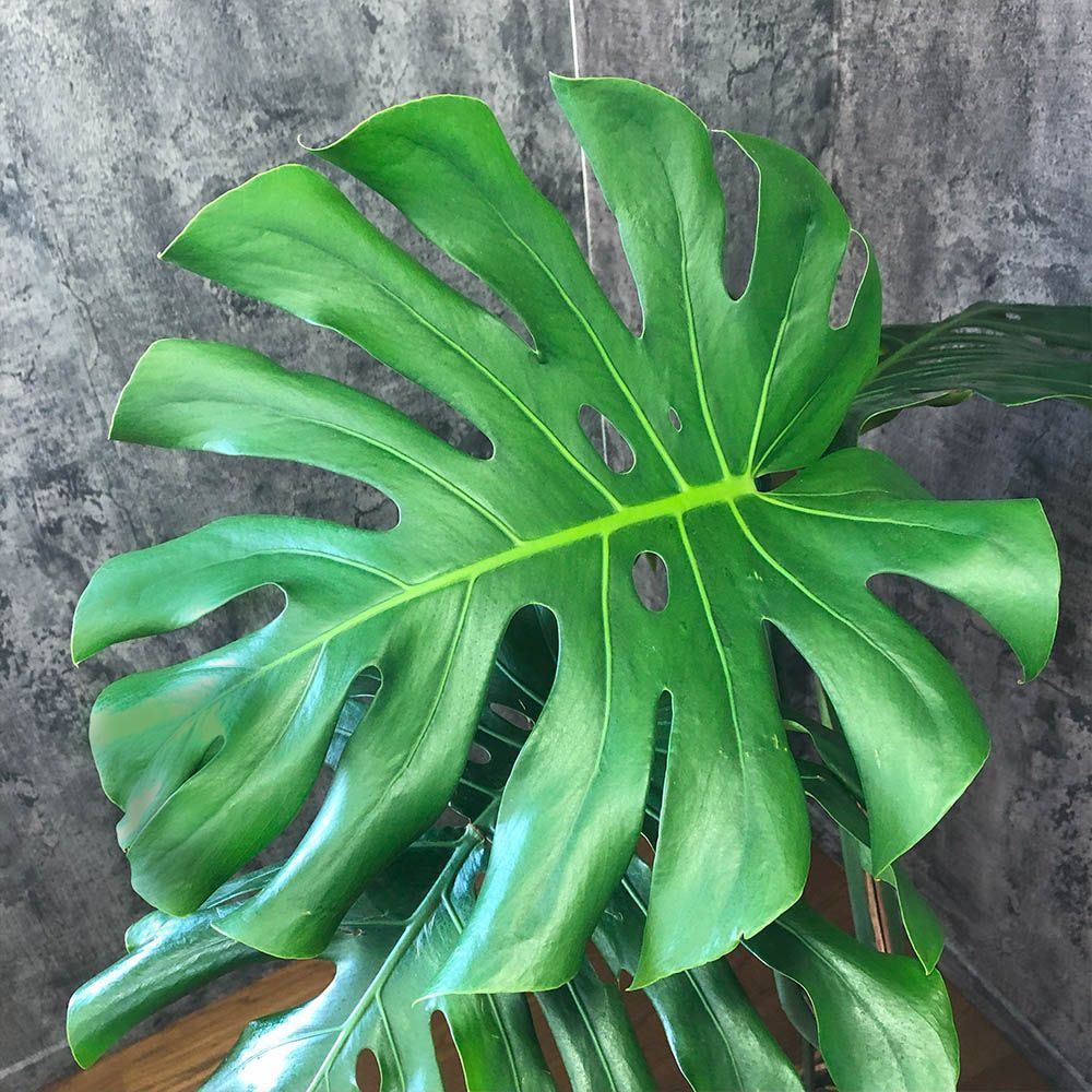 現品］【希少】17番 モンステラ 幹上がり 8号 観葉植物 室内 大型 観葉