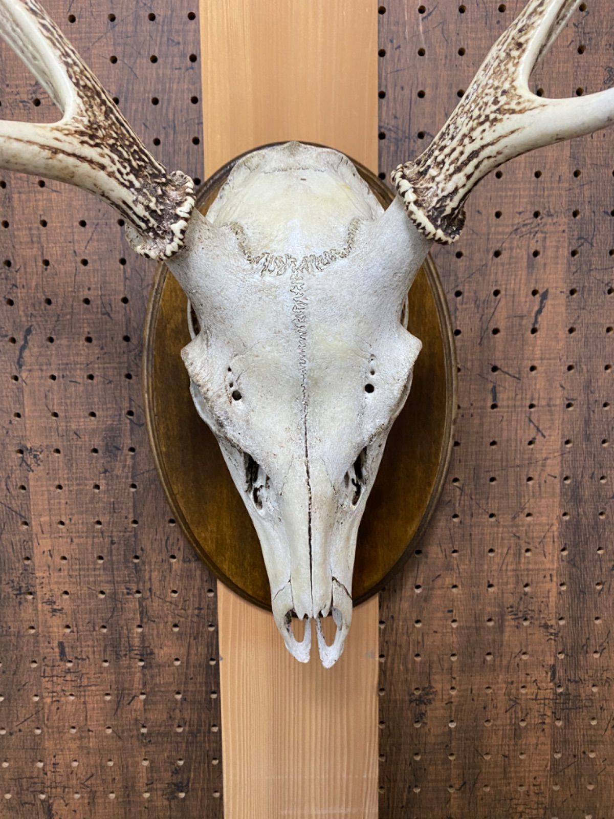 鹿スカルの壁掛け 左右非対称角 - メルカリ