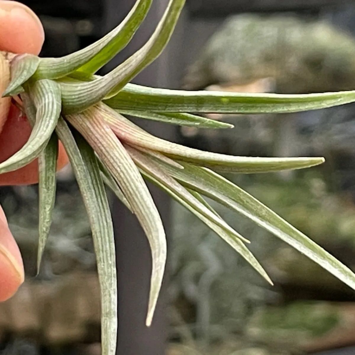 チランジア エリシー Tillandsia erici ＊エアプランツ＠フラワーショップ江口 - メルカリ