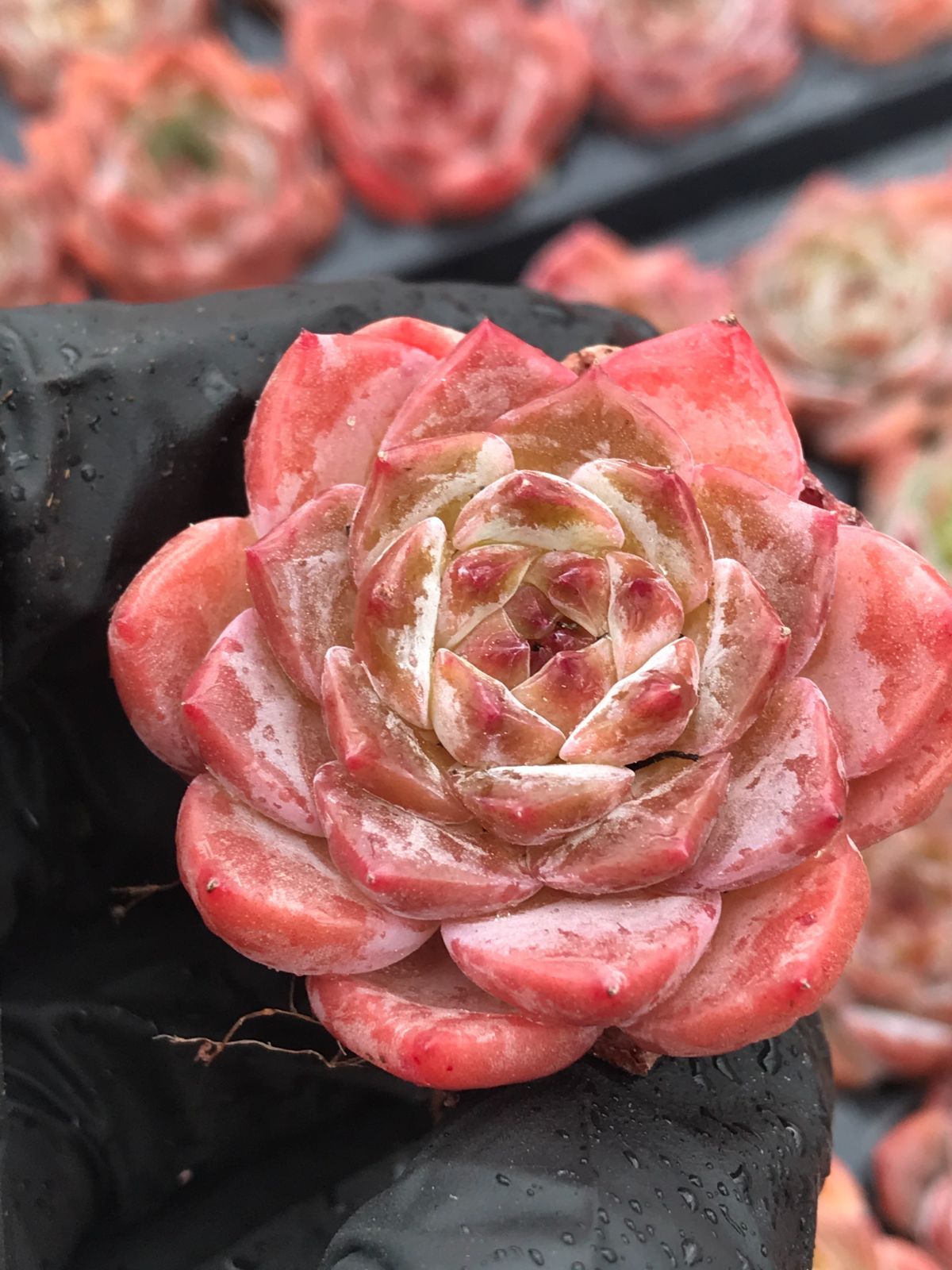 H37 厚岸ホテイアツモリソウ D4 厚岸ホテイアツモリソウ 厚岸産ホテイ