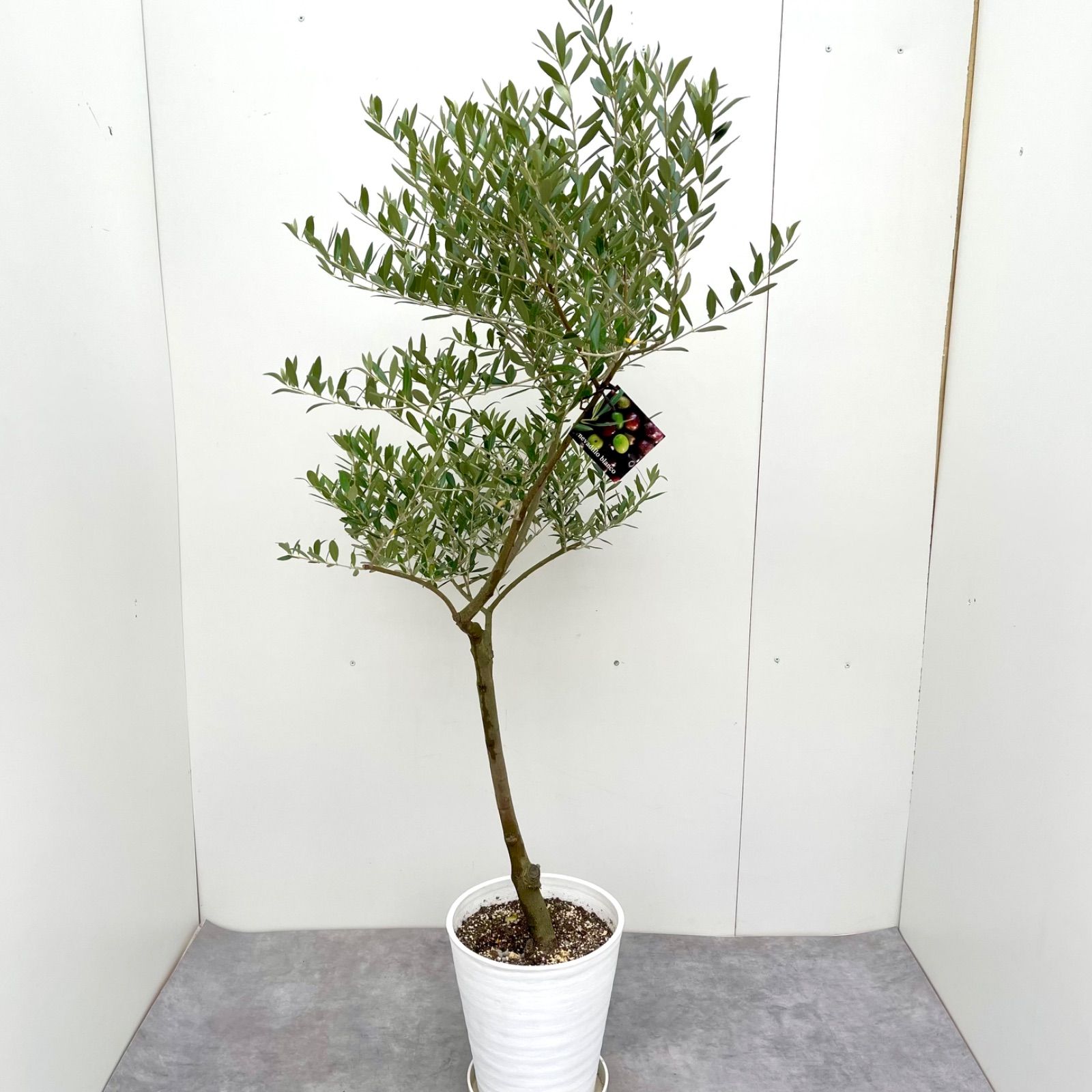 オリーブ ネバディロブランコ 20【現品】観葉植物 創樹 SOUJU 8