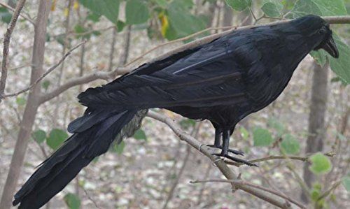 Crow