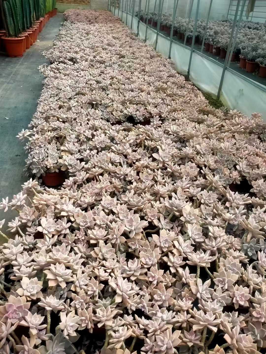 新発売 12株セット オボロヅキ 抜き苗 多肉植物 佐川急便発送