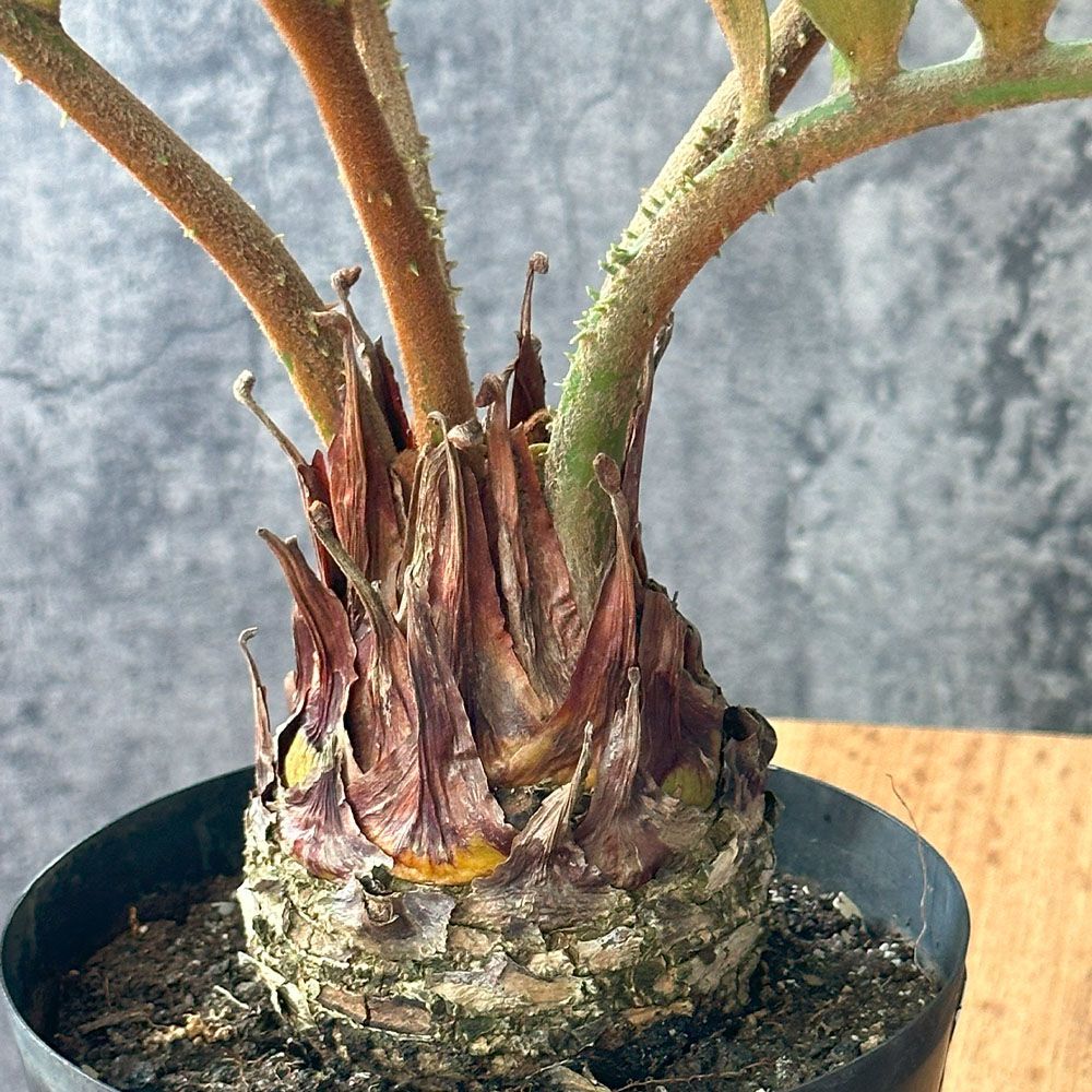 観葉植物 メキシコ ソテツ ザミア フルフラケア 【現品】 選べる樹形 希少品種 選べるサイズ 5号 10号 選べる鉢 蘇鉄 おしゃれ 鉢植え 人気  かっこいい インテリア 送料無料 - メルカリ