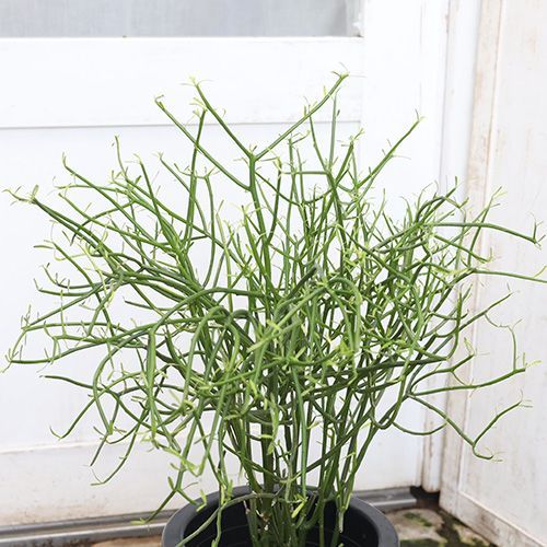 現品販売 観葉植物 ミルクブッシュ 青珊瑚 ７号 高さ70cm ユーフォルビア 多肉植物 アオサンゴ ミドリサンゴ 鉢植え - メルカリ