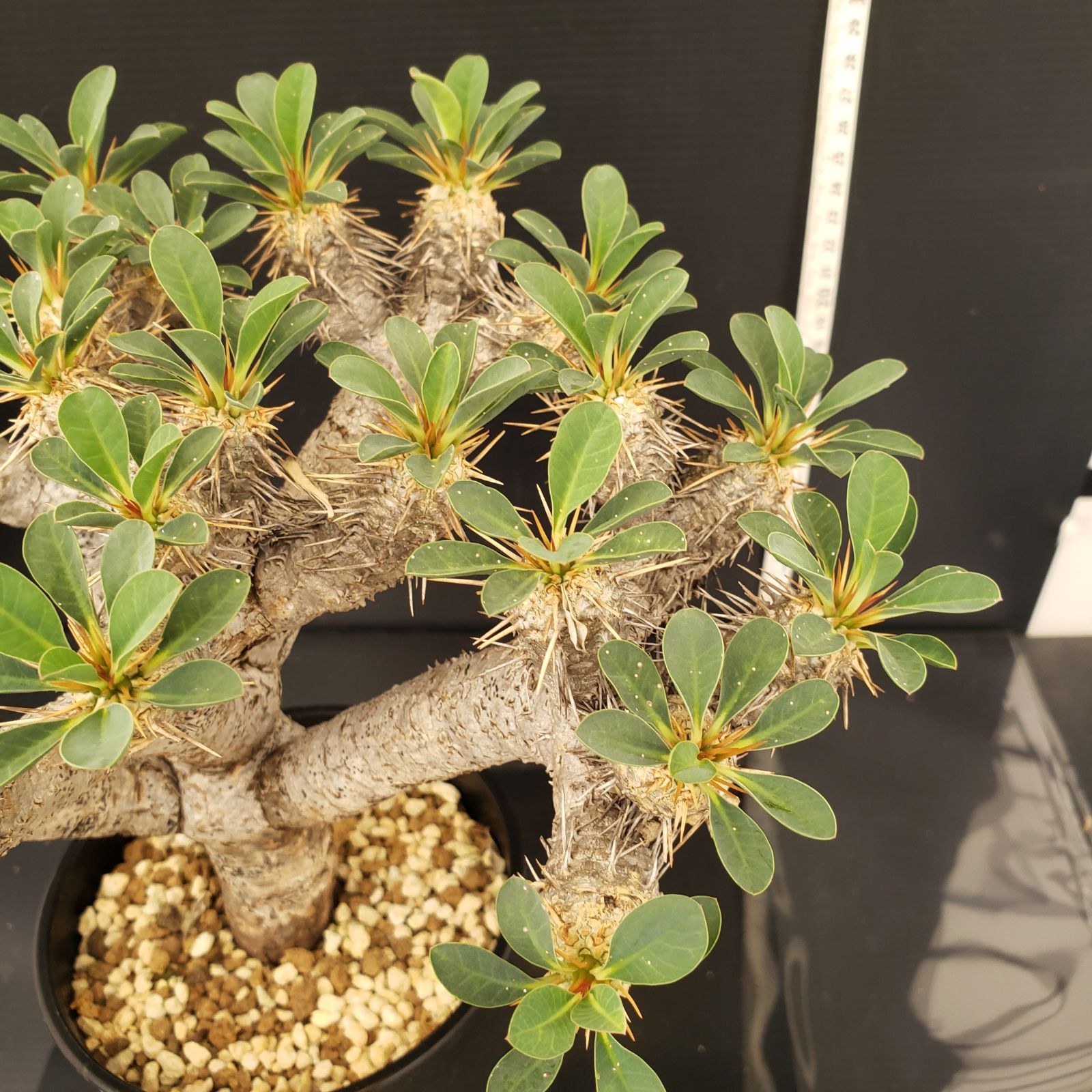 ギラウミニアナ 発根済み 現地球 ユーフォルビア ギラウミニアナ 良型