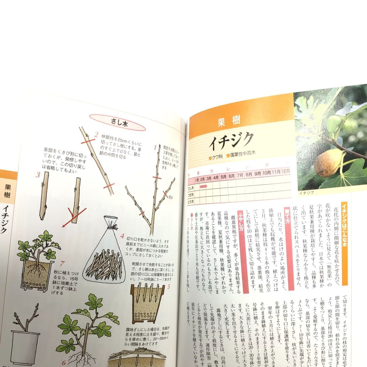 ギフ_包装 さし木とり木つぎ木株分けタネまき : 花や植木のふやし方が