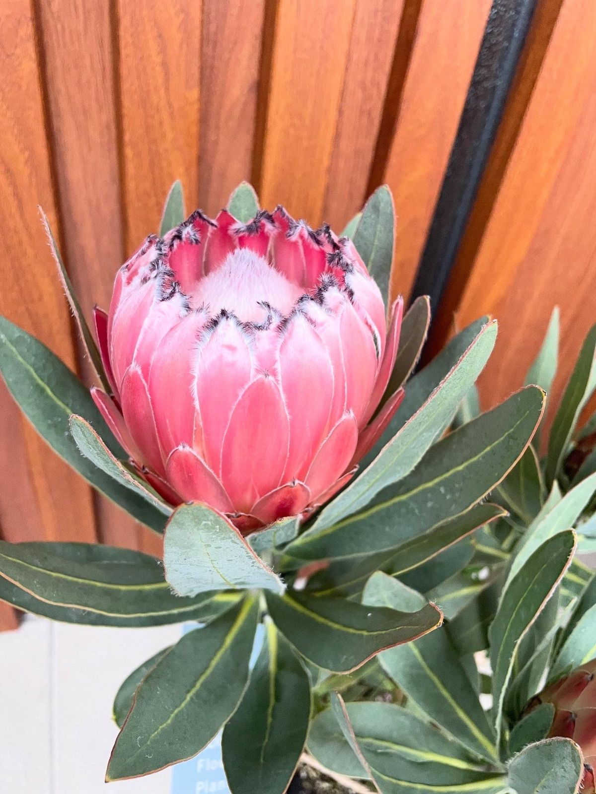 プロテア オーストラリスピンク 7号 3f オージープランツ