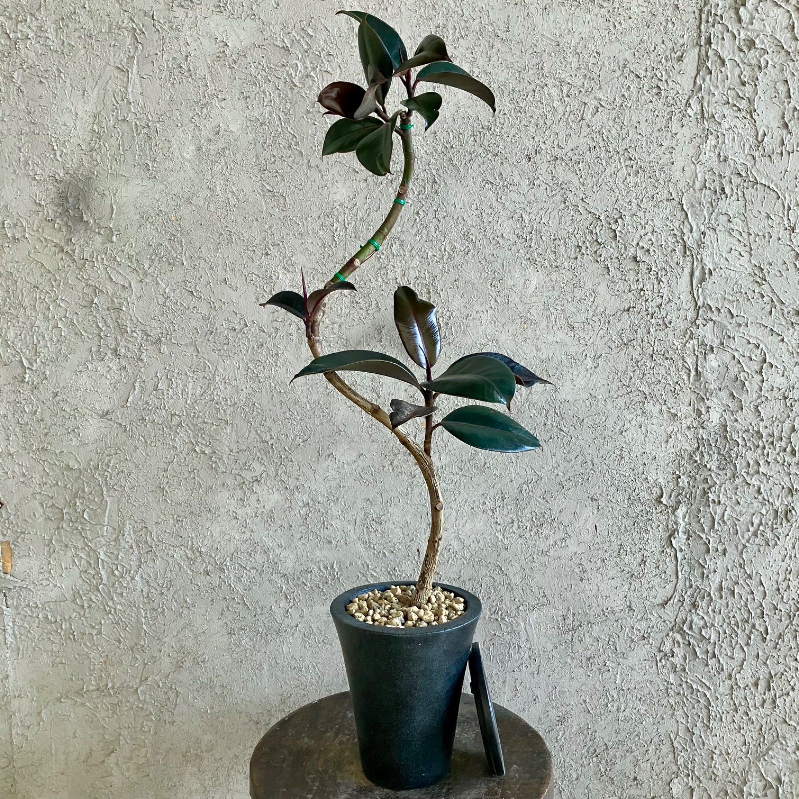 大型 フランスゴムの木 曲がり仕立て 陶器鉢 植え込み発送 フィカス