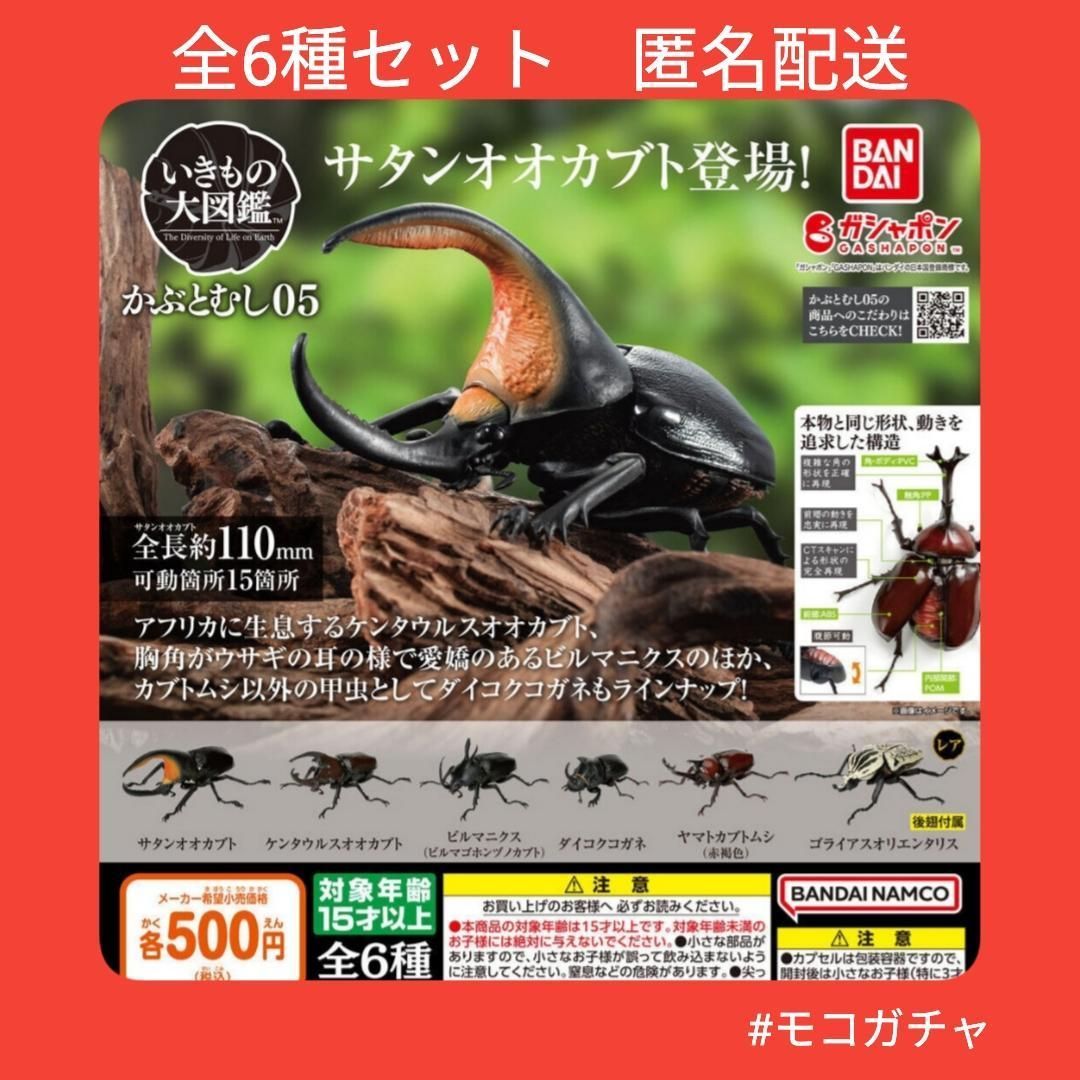 返品送料無料 いきもの大図鑑『かぶとむし05』ヤマトカブトムシ(赤褐色 