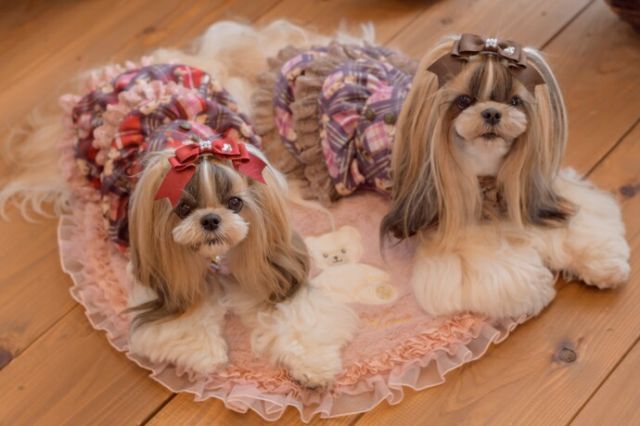 姫リボン 犬アクセ 犬のリボン CanNana LB-166 ワンタッチアクセ 約