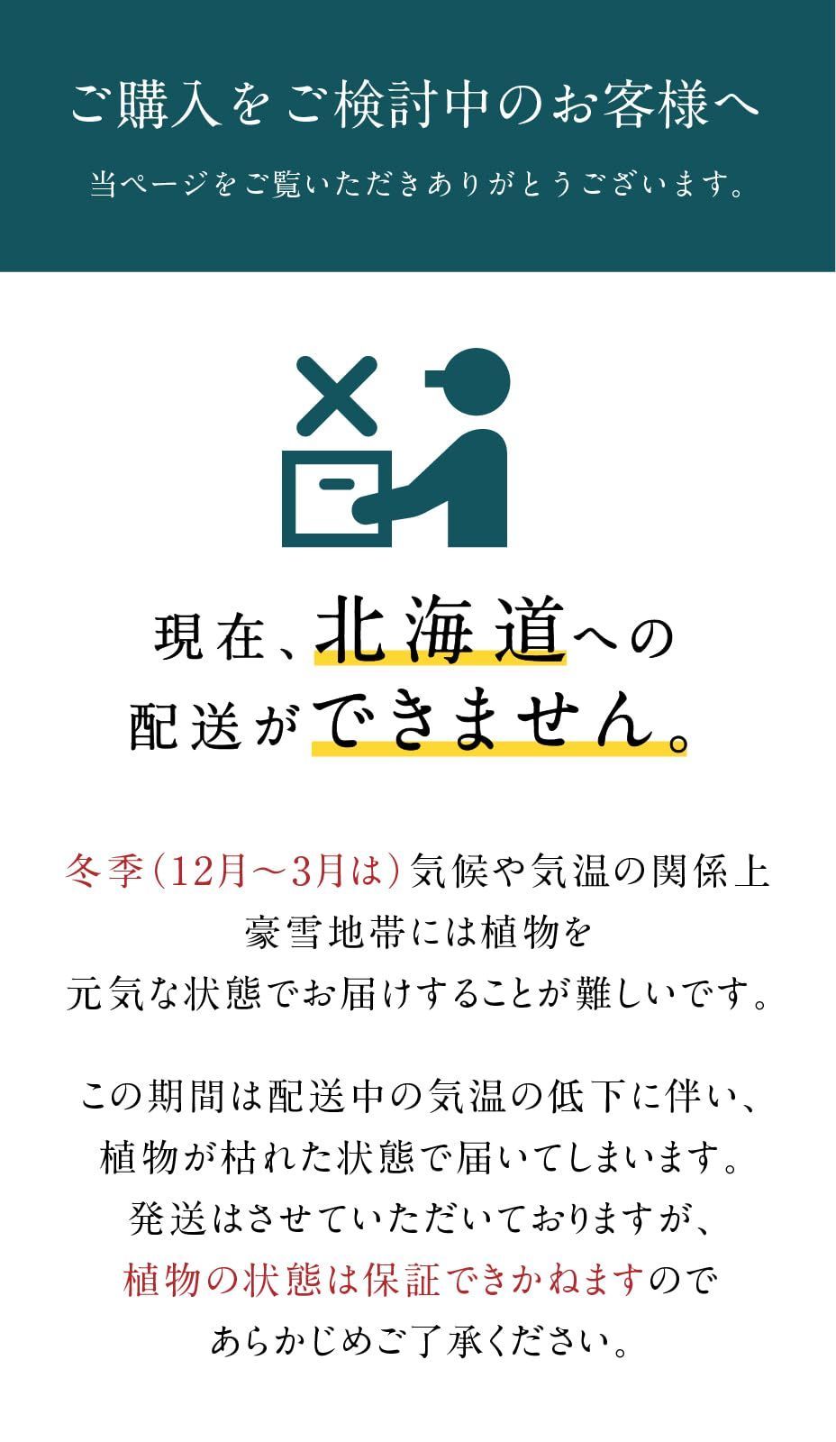 3点セット ガジュマル