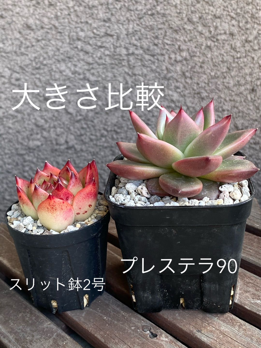 スリット鉢2号☆直径6センチ ☆10個 ブラック - メルカリ
