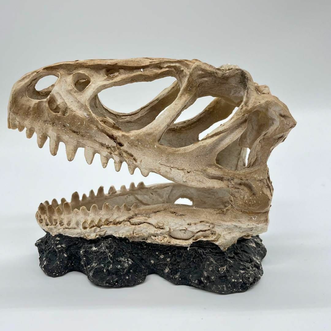恐竜 ティラノサウルス・レックス歯化石 キャラメルカラー 約27mm - その他