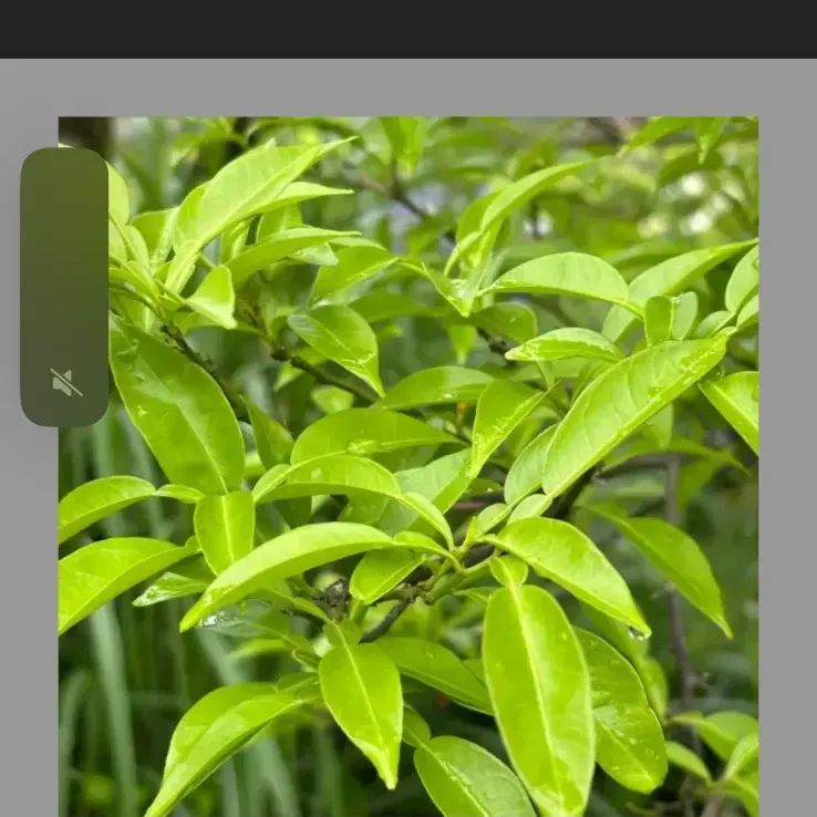 柑橘系 枝付き葉っぱ アゲハ幼虫の餌 はやい