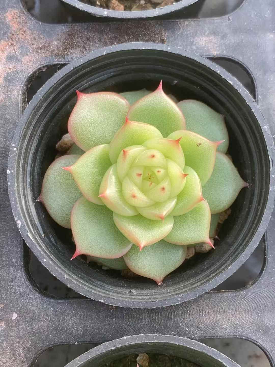 54株の抜き苗セット 玲玉 れいぎょく 多肉植物 佐川急便発送 エケベリア 韓国苗 LX27